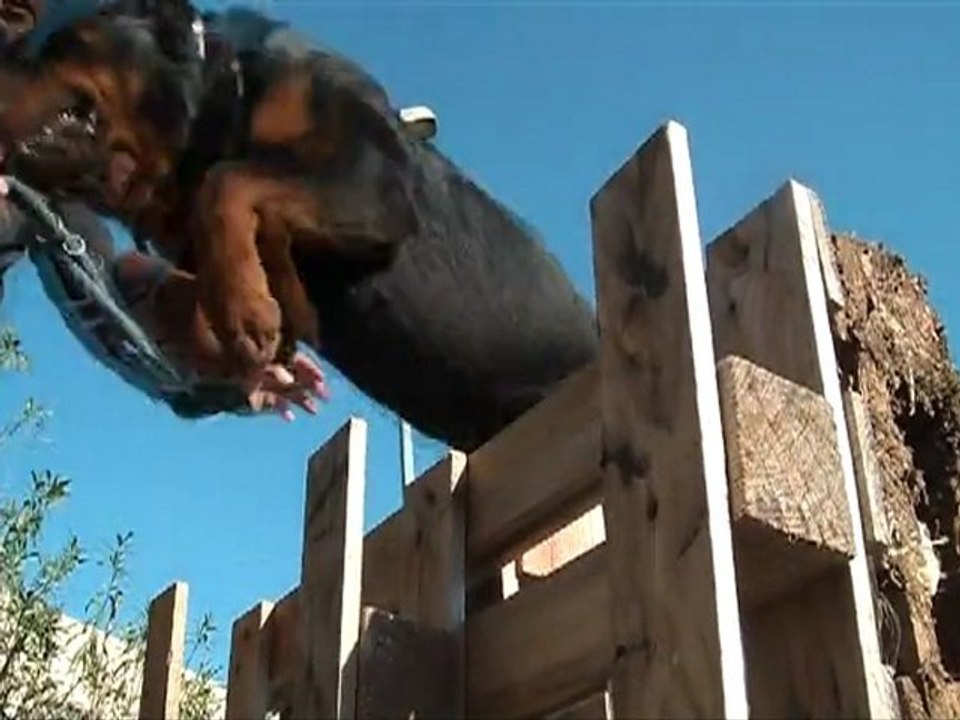 EDUCATION CANINE 13 MARSEILLE