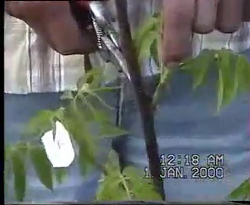 Arif Göçmen kaman Şekil Budaması