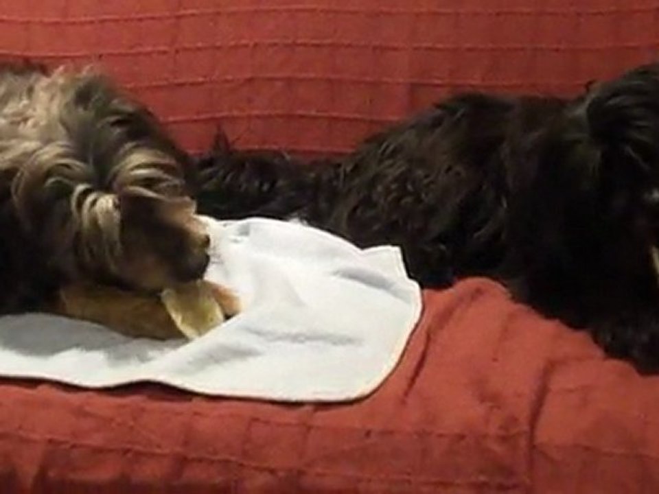Léo et Mops