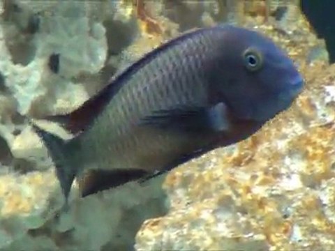 2012-01-14 - Tropheus moorii (Ilangi) sauvages