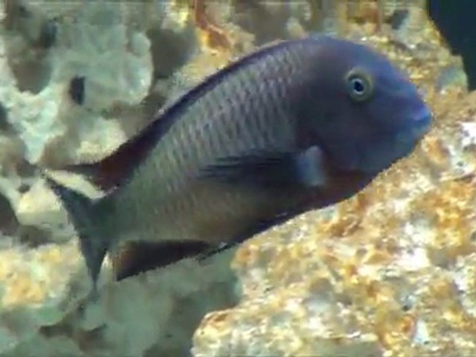2012-01-14 - Tropheus moorii (Ilangi) sauvages