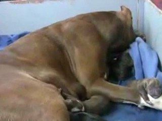 Amazing Pit Bull Birth in HD