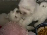 Maltese Puppies - 8 weeks old in HD