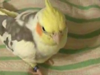 cockatiel answers math questions
