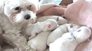 Cute Puppies- 1 Week Old- Sleeping Nursing Sleeping Nursing