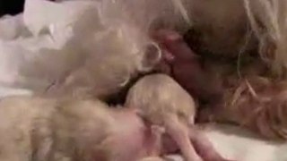 Maltese Puppies - 2 Hours Old in HD