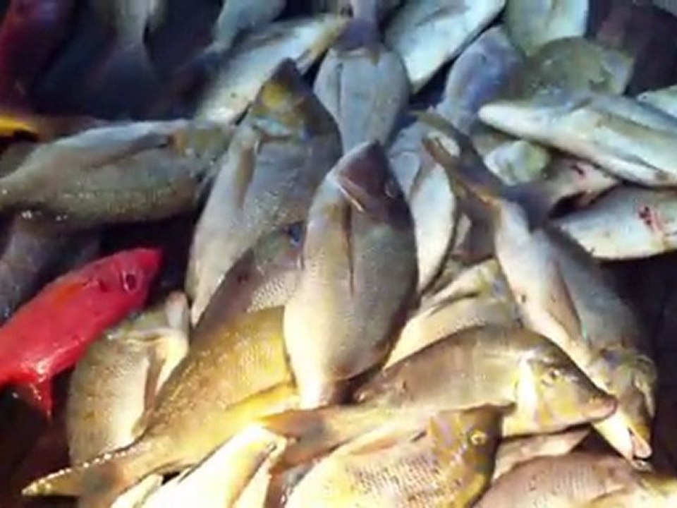 Hamata Trip catch 2011