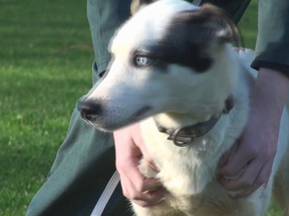 Arrivée des chiots chez Norrland Husky venant de Suède