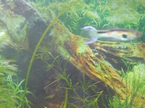 Mon aquarium tropical eau douce de 54L