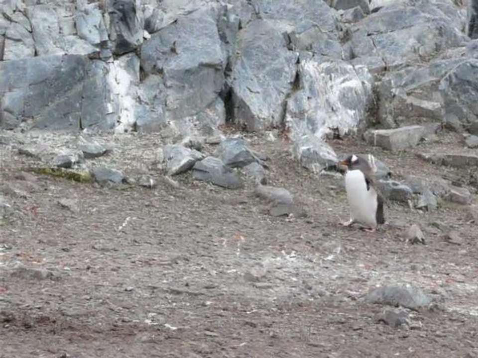 Manchot papou sur Cuverville Island