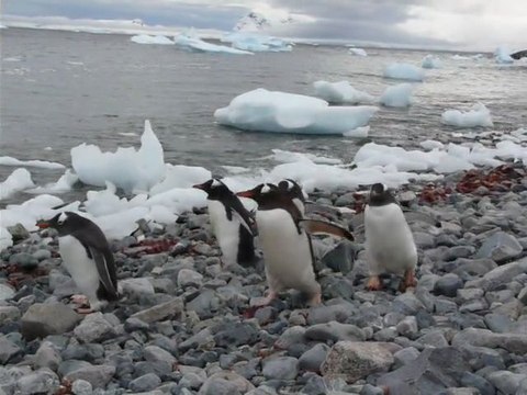 Manchots papous sur Cuverville Island