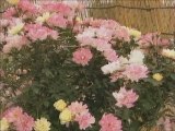 Japan  Bonsai　盆栽　２  TV  BEGIN Japanology ≪English≫〔Japanese culture〕