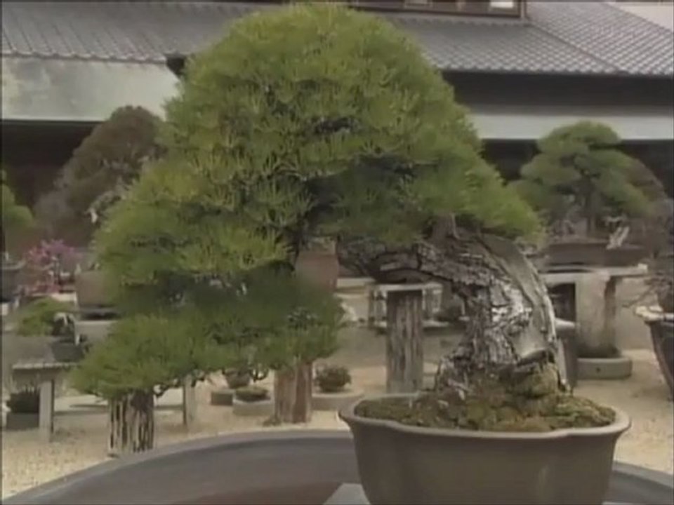 Japan  Bonsai　盆栽　１  TV  BEGIN Japanology ≪English≫〔Japanese culture〕