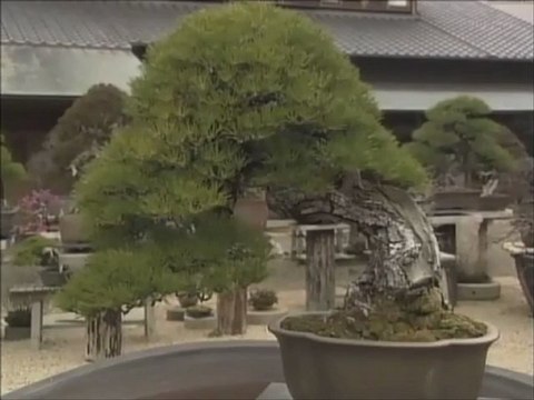 Japan Bonsai　盆栽　１ TV BEGIN Japanology ≪English≫〔Japanese culture〕