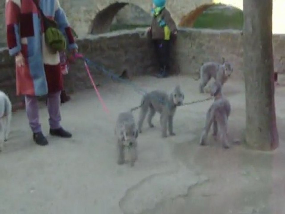 elfy carcassonne 021