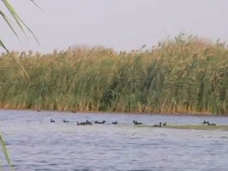 Animal 4