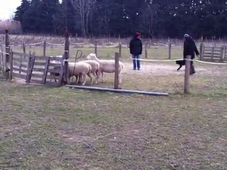 FADA - 1er contact avec les brebis