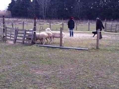 FADA - 1er contact avec les brebis