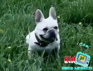 cips yerken gulen kopek