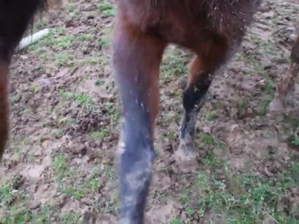 La Folie des Jambettes !