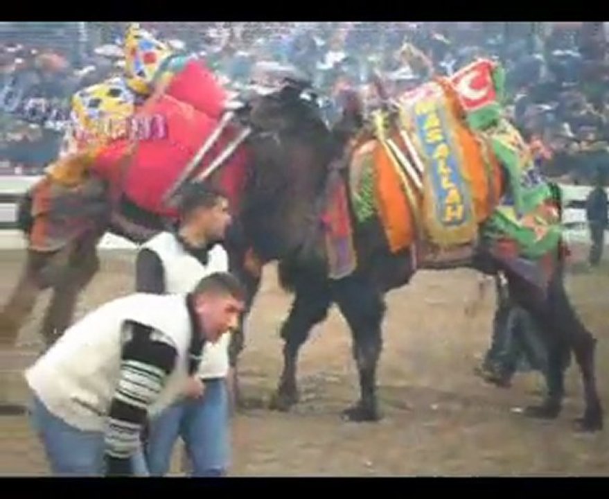 30. Selçuk-Efes Deve Güreşleri Festivali 2012