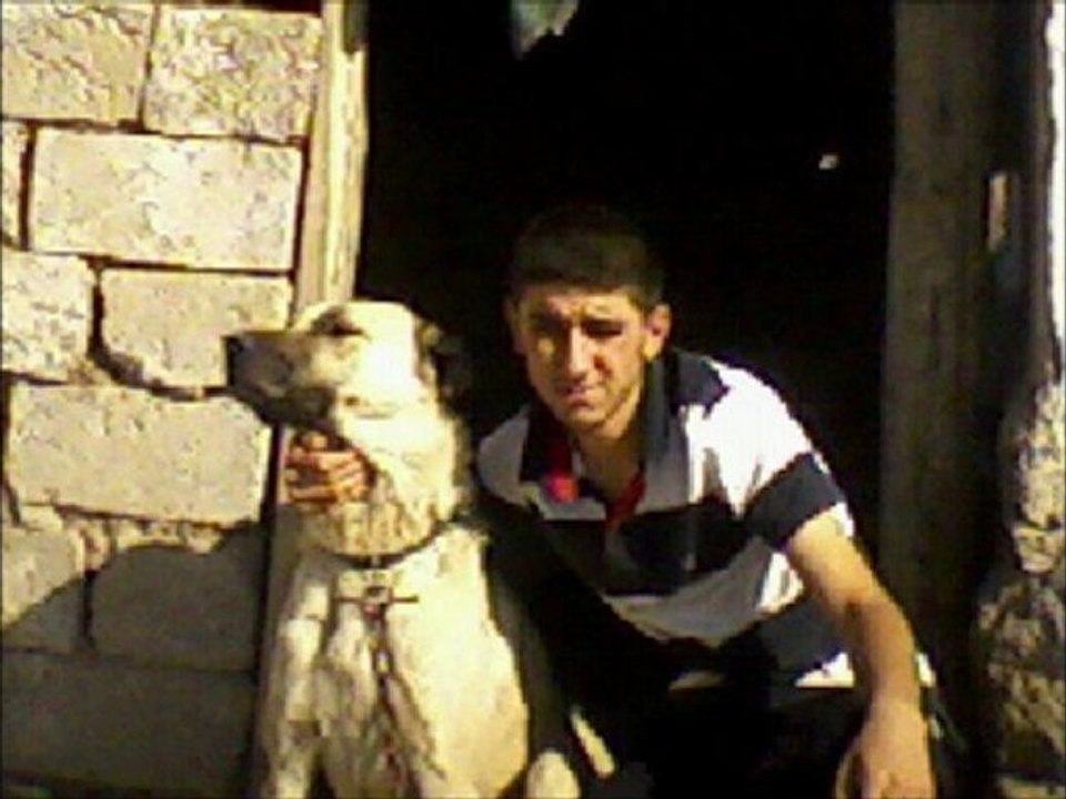 KANGAL   || HAFİK HAYRAN FOTOLARI||  (2)