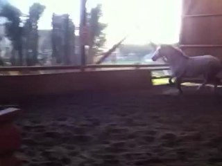 Tiger Lily d'Albran 15/01/12