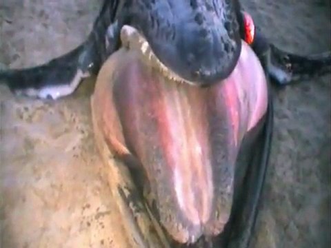 Humpback whale found dead on beach