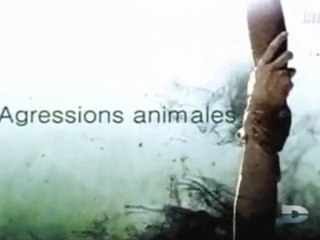 Agressions Animales, Saison2, Épisode1 - 1 de 3