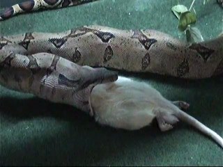 Repas Boa constrictor