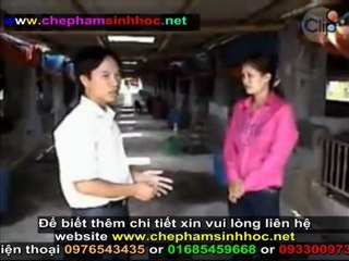 Cách ủ men vi sinh NN1 - hướng dẫn sử dụng men vi sinh NN1 trong chăn nuôi phần 6