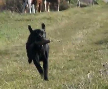 Dressage 8° mois Glams du Mazet de la Crau Labrador retriever