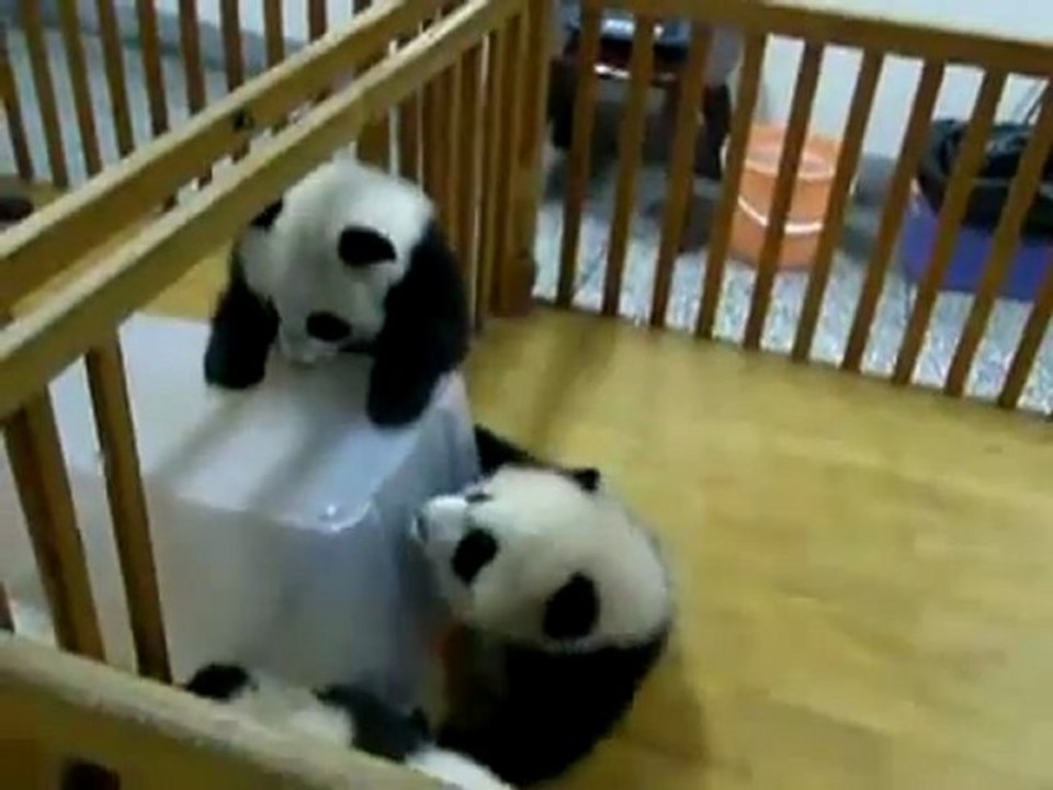 Un bébé panda tente de s'échapper