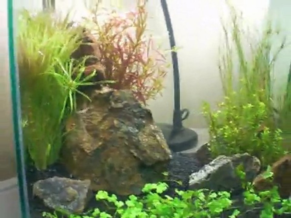 35x25x30h Lowtech Bitkili Nano Kırmızı Kristal Karides Tankım