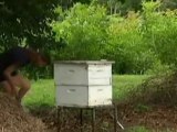 Las abejas europeas triunfan en Australia