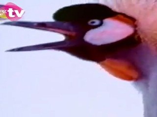 AVRUPA'NIN EN YARATICI REKLAMLARI - 284