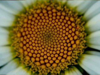 L'histoire vraie de l'aurore... (2) (Véronique Sauger - Paganini)