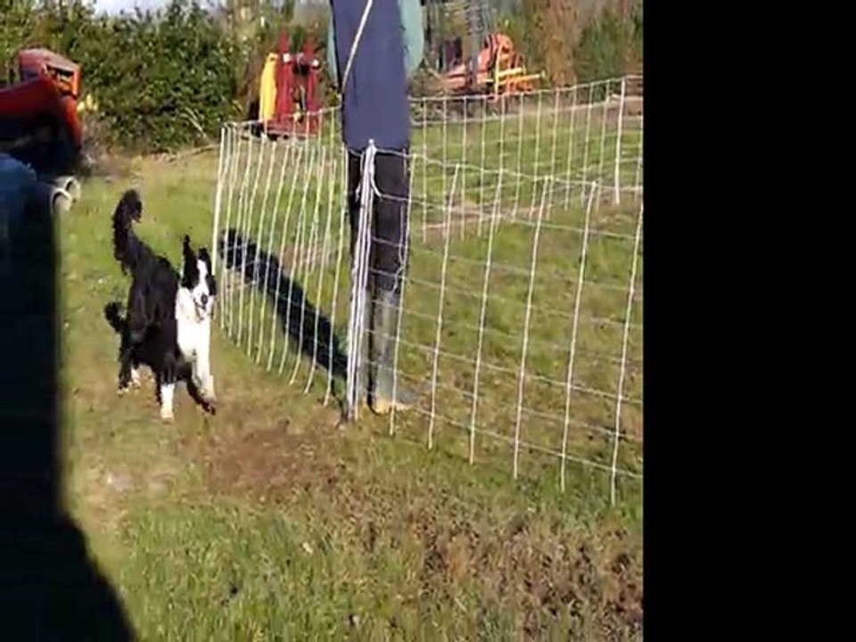 Gaïden troupeau 11 mois