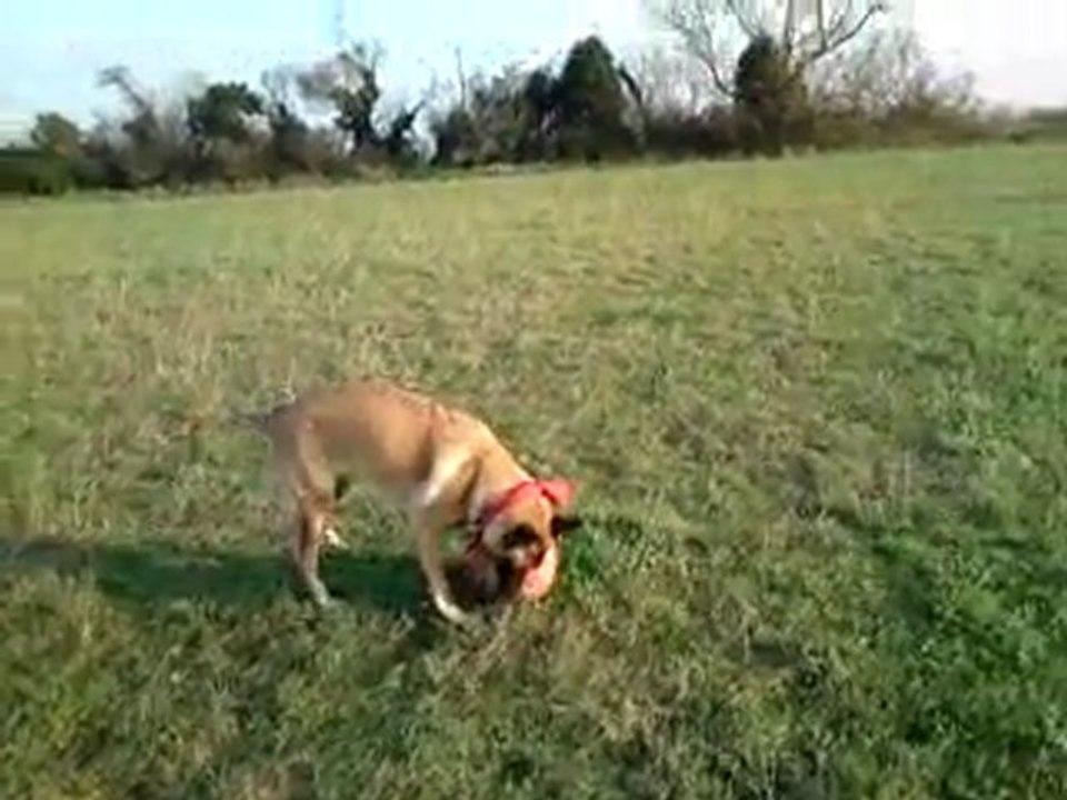 Gala et son ballon