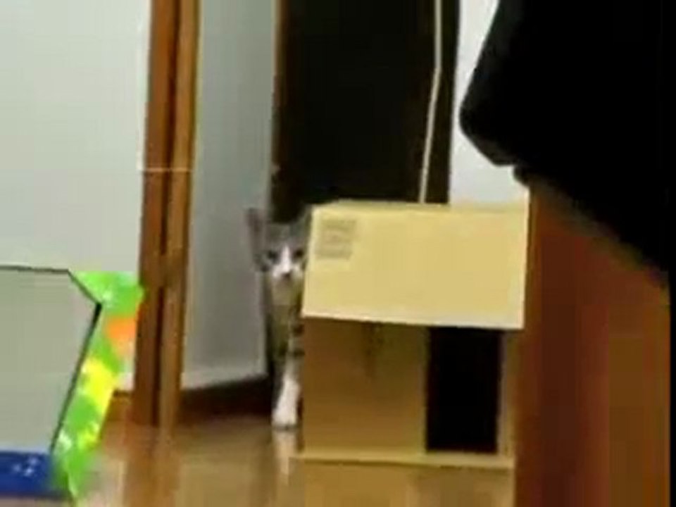 0478 - Chat joue à 1 2 3 Soleil