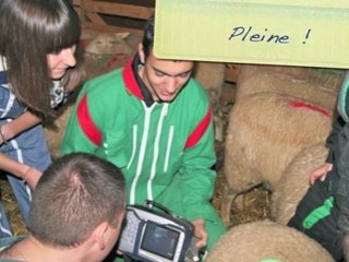 Echographies des agnelles