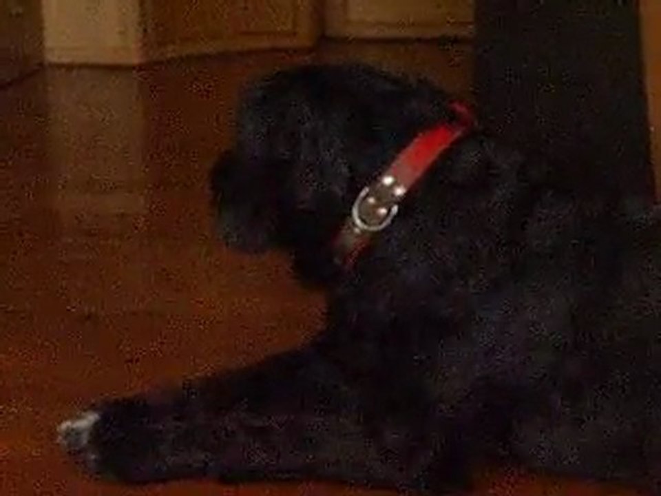 Noé