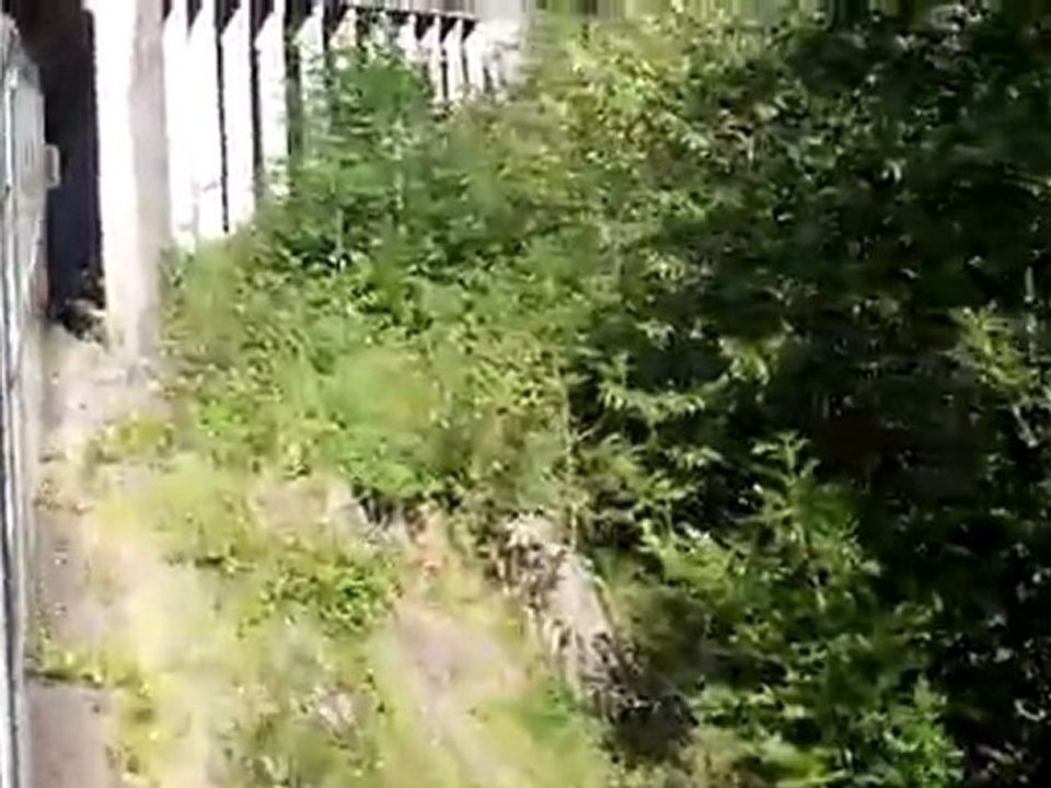 le mont blanc express