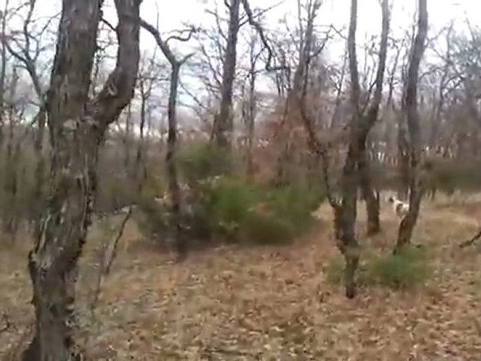 chasse à la Bécasse pointer du Temple D'Eole