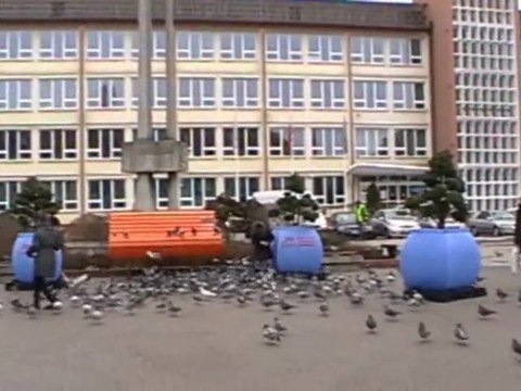 Koszalin-gołębie przed ratuszem