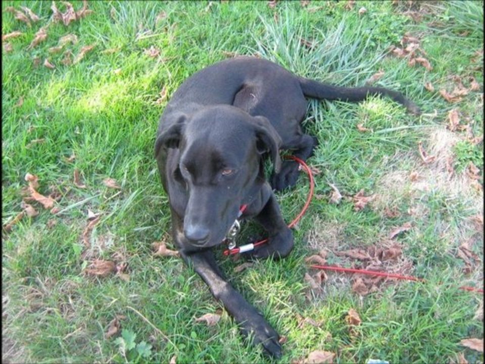 chanelle (l)