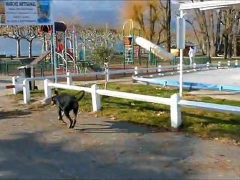 magmar von der burgstatte 11 mois roller