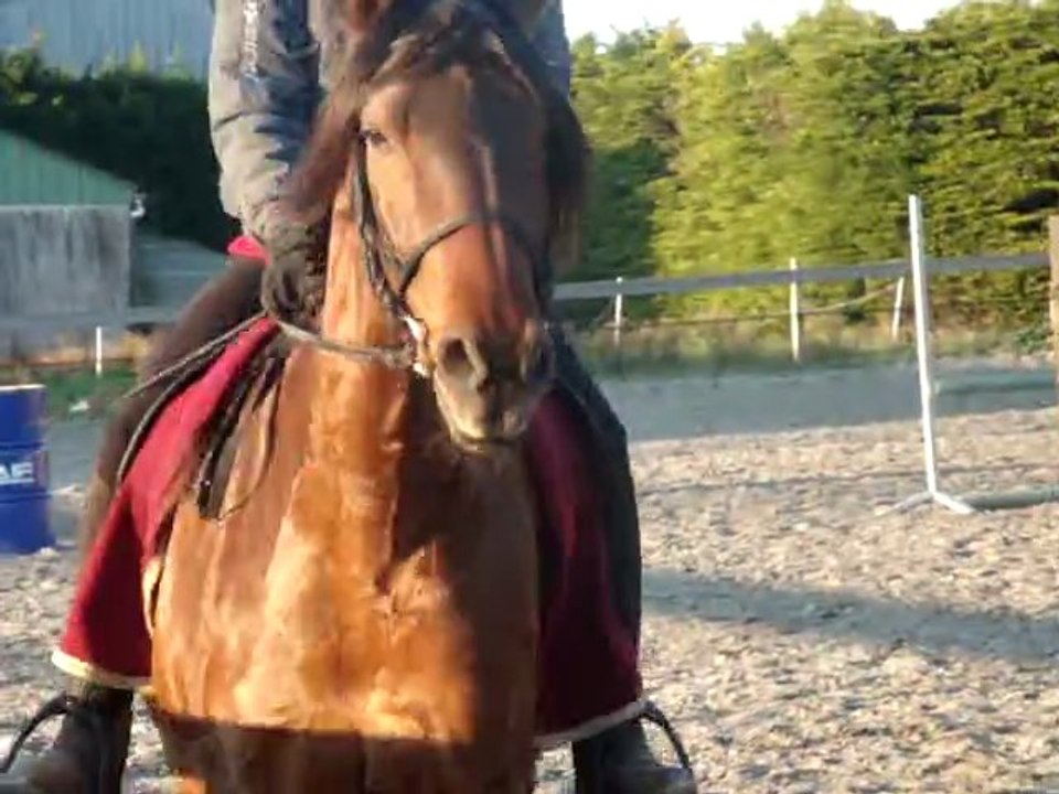 galop