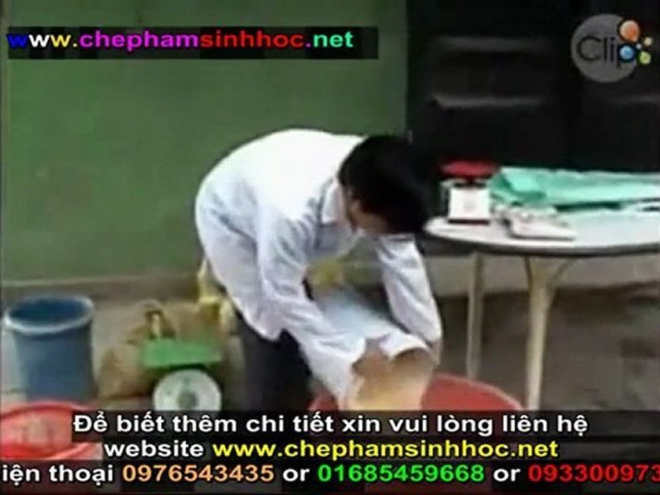 Cách ủ chế phẩm men vi sinh NN1 - hướng dẫn sử dụng chế phẩm men vi sinh NN1 cho gia súc, gia cầm phần 2