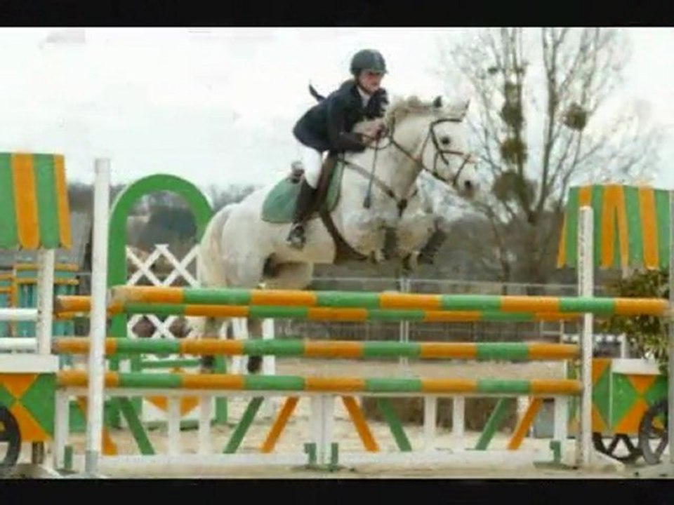 GRANIT BOY PONDI ETALON CONNEMARA PFS ELEVAGE DES MUSES HARAS NATIONAUX LE LIONS D ANGERS